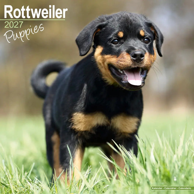 Avonside Rottweiler Puppies Kalender 2027