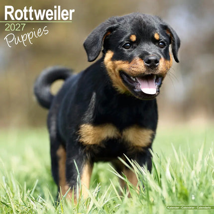 Avonside Rottweiler Puppies Kalender 2027