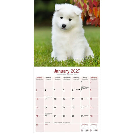 Avonside Samojeed Kalender 2027