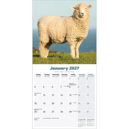 Avonside Schapen Kalender 2027