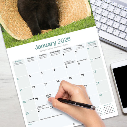 Avonside Schipperke Kalender 2026