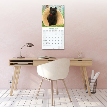Avonside Schipperke Kalender 2026