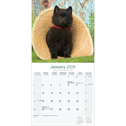 Avonside Schipperke Kalender 2026