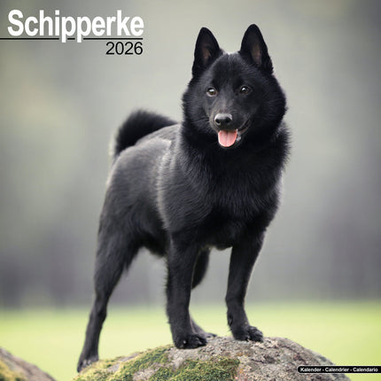 Avonside Schipperke Kalender 2026