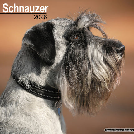 Avonside Schnauzer Kalender 2026