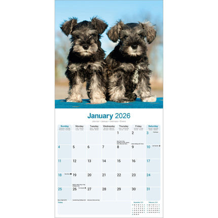 Avonside Schnauzer Kalender 2027