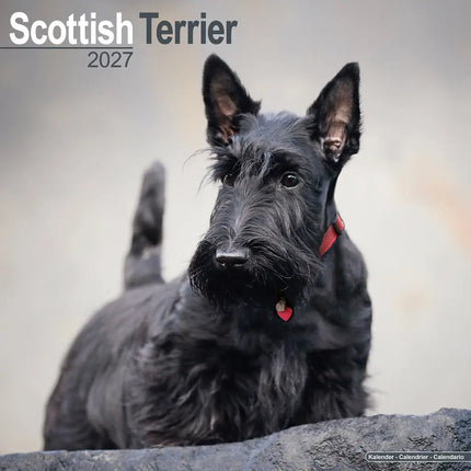 Avonside Schotse Terrier Kalender 2027