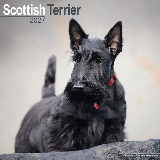 Avonside Schotse Terrier Kalender 2027