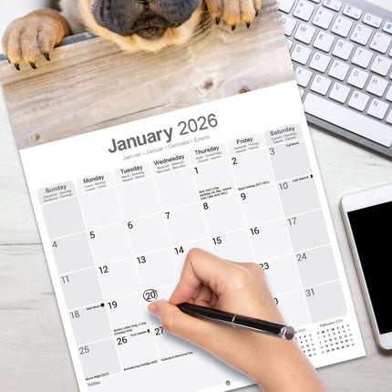 Avonside Shar Pei Kalender 2026