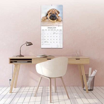 Avonside Shar Pei Kalender 2026