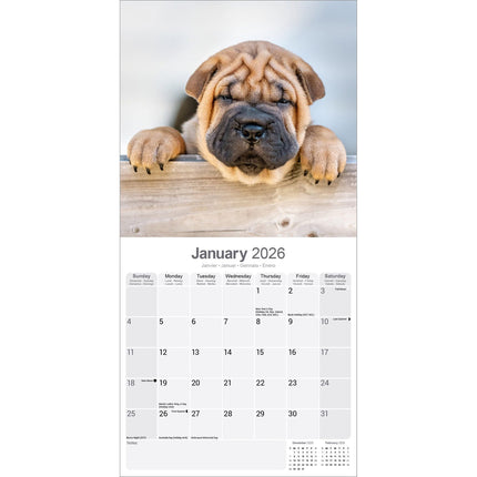 Avonside Shar Pei Kalender 2026