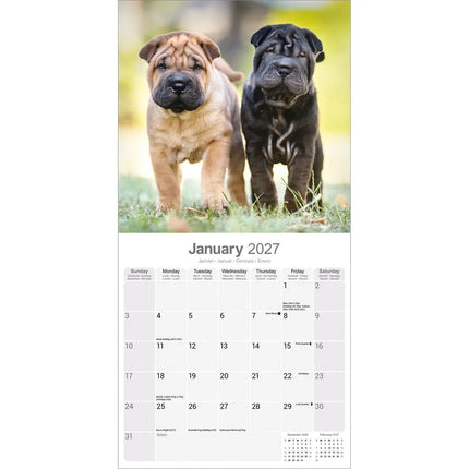 Avonside Shar Pei Kalender 2027
