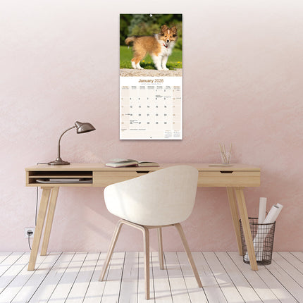Avonside Shetland Sheepdog Kalender 2026