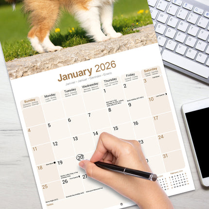 Avonside Shetland Sheepdog Kalender 2026