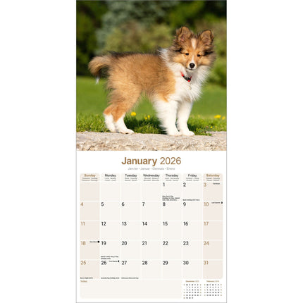 Avonside Shetland Sheepdog Kalender 2026