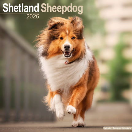 Avonside Shetland Sheepdog Kalender 2026
