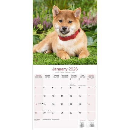 Avonside Shiba Inu Kalender 2026