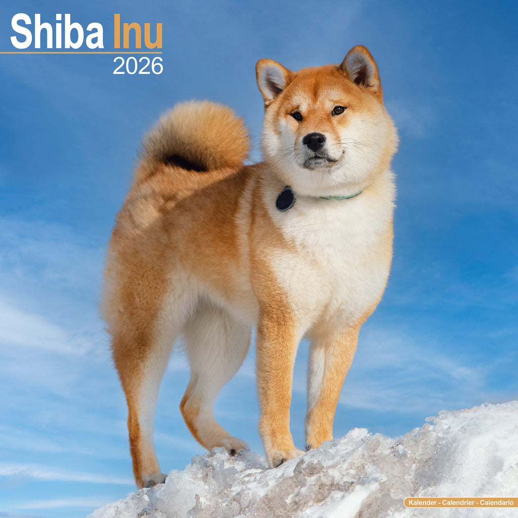Buy Shiba Inu Calendar 2026 Order easily online - Main Image