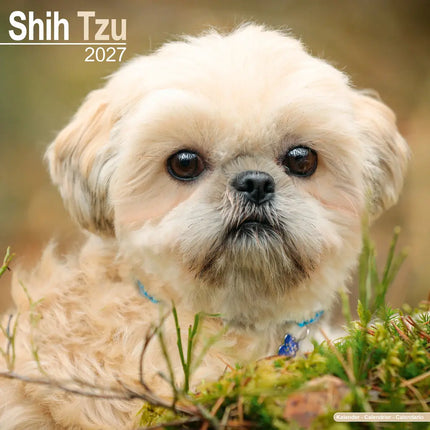 Avonside Shih Tzu Kalender 2027