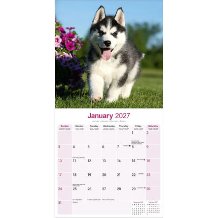 Avonside Siberian Husky Kalender 2027