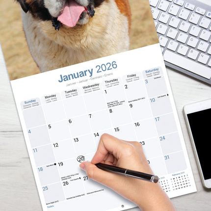 Avonside Sint Bernard Kalender 2026