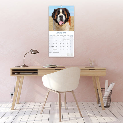 Avonside Sint Bernard Kalender 2026