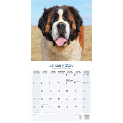 Avonside Sint Bernard Kalender 2026