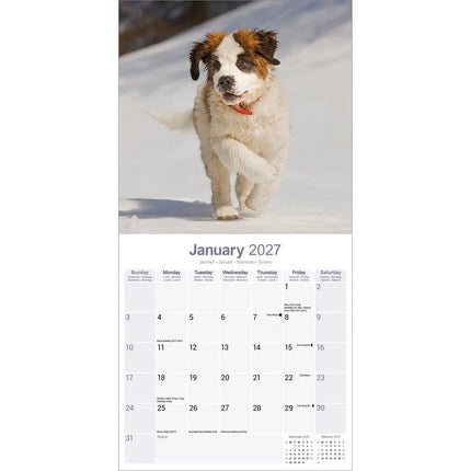 Avonside Sint Bernard Kalender 2027