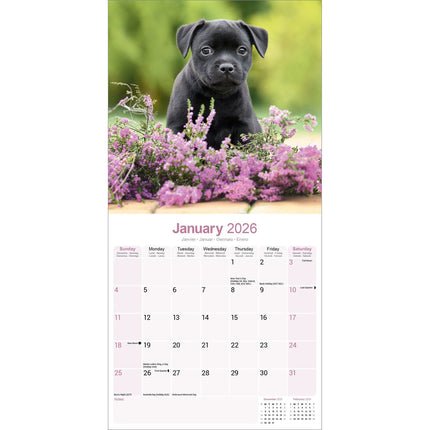 Avonside Staffordshire Bull Terrier Kalender 2026