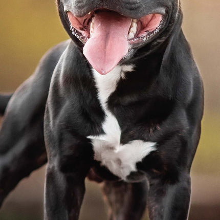 Avonside Staffordshire Bull Terrier Kalender 2026 Slimline