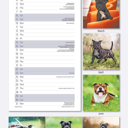 Avonside Staffordshire Bull Terrier Kalender 2026 Slimline