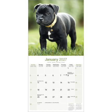 Avonside Staffordshire Bull Terrier Kalender 2027