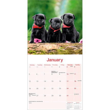 Avonside Staffordshire Bull Terrier Puppies Kalender 2026