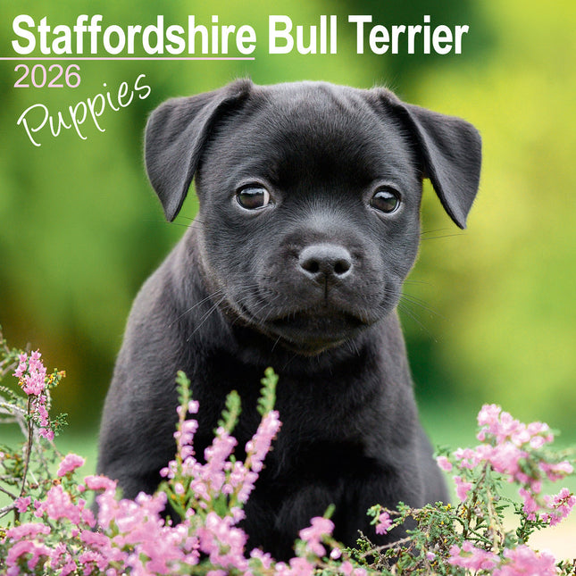 Avonside Staffordshire Bull Terrier Puppies Kalender 2027