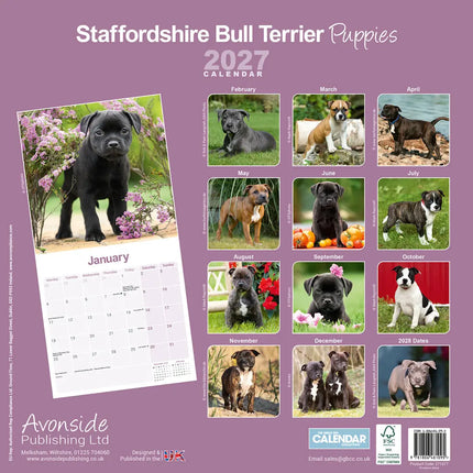 Avonside Staffordshire Bull Terrier Puppies Kalender 2027