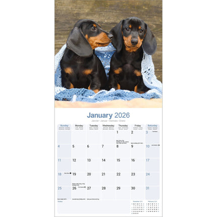 Avonside Teckel Kalender 2026