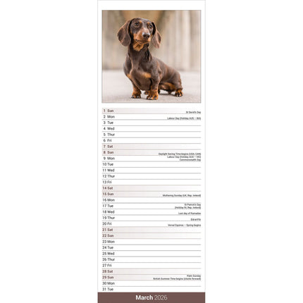 Avonside Teckel Kalender 2026 Slimline