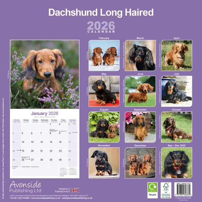 Avonside Teckel Langhaar Kalender 2026