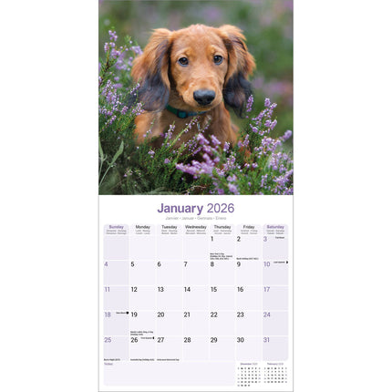 Avonside Teckel Langhaar Kalender 2026