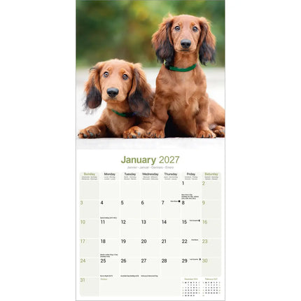 Avonside Teckel Langhaar Kalender 2027