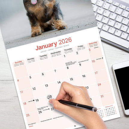 Avonside Teckel Ruwhaar Kalender 2026