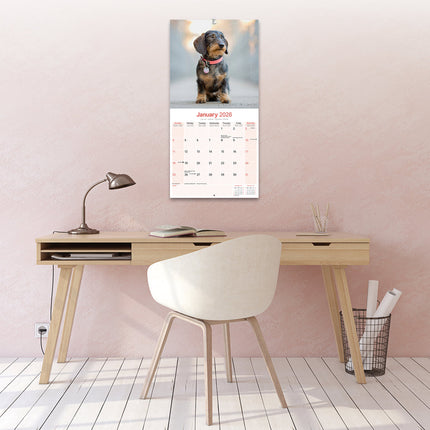 Avonside Teckel Ruwhaar Kalender 2026
