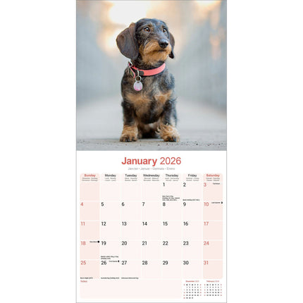 Avonside Teckel Ruwhaar Kalender 2026