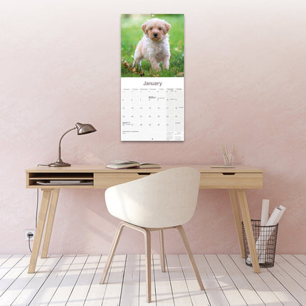 Avonside Tibetaanse Terrier Kalender 2026