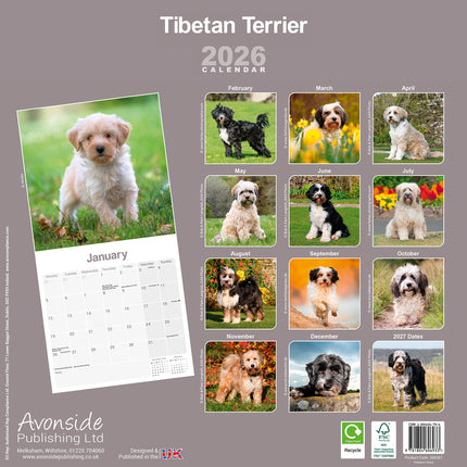Avonside Tibetaanse Terrier Kalender 2026