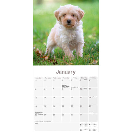 Avonside Tibetaanse Terrier Kalender 2026
