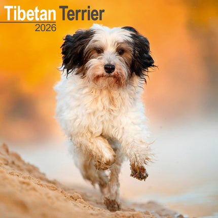 Avonside Tibetaanse Terrier Kalender 2026