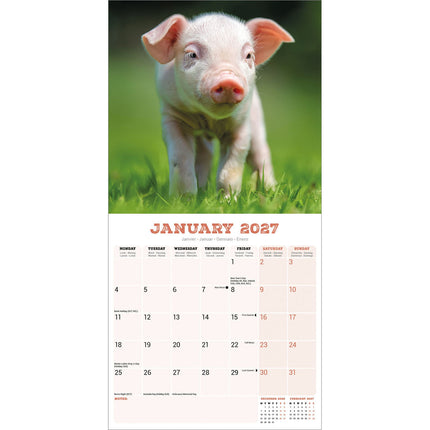 Avonside Varken Kalender 2027