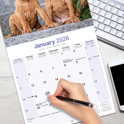 Avonside Vizsla Kalender 2026