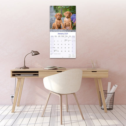 Avonside Vizsla Kalender 2026